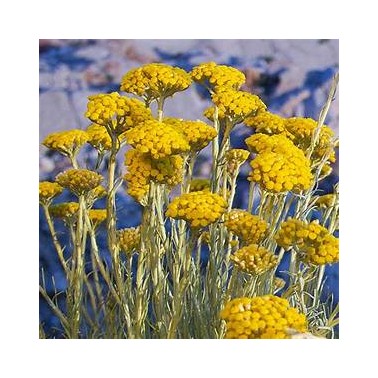 Baume concentré Immortelle, 15g